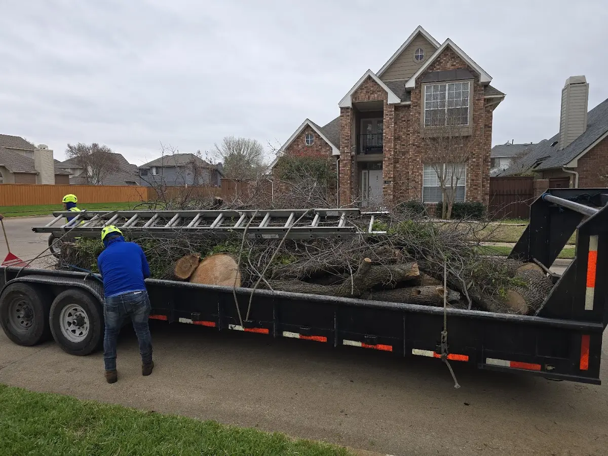 Expert Tree Pest Control with proper safety equipment in Glen